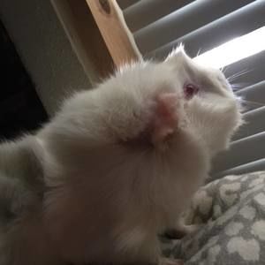 Meet your Posher, Sydney